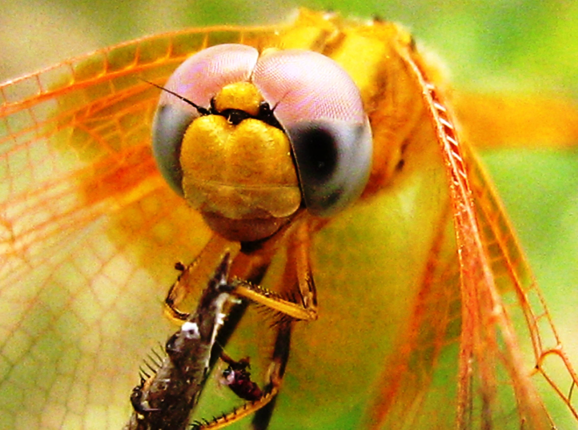 Head_Dragonfly