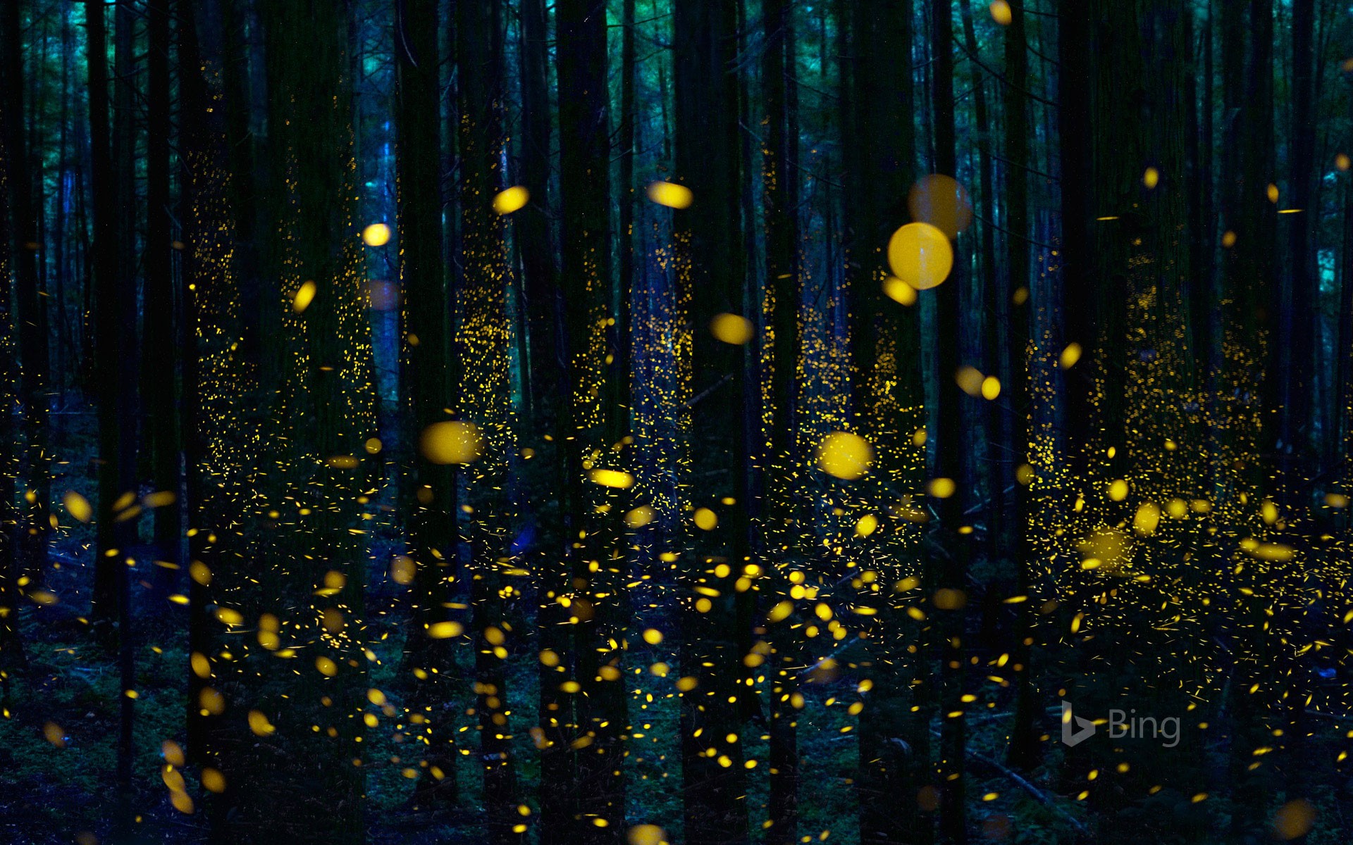 lit_fireflies