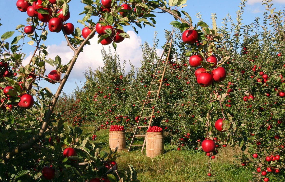 apple-orchard