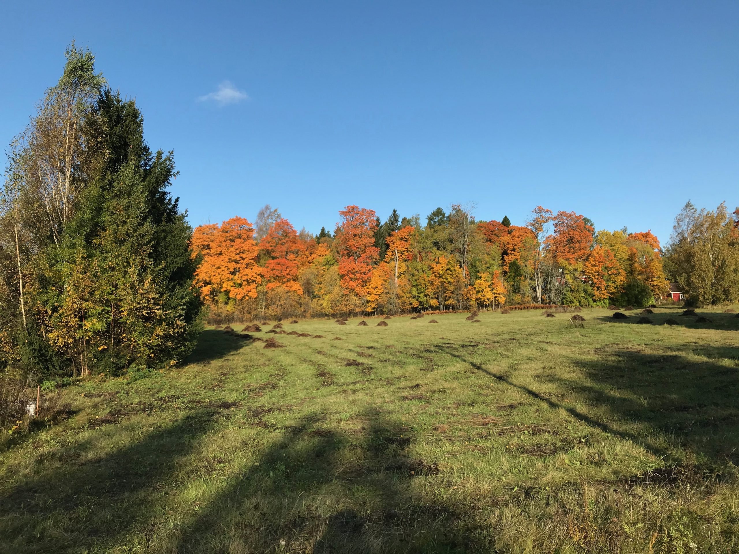 fiskars-meadow