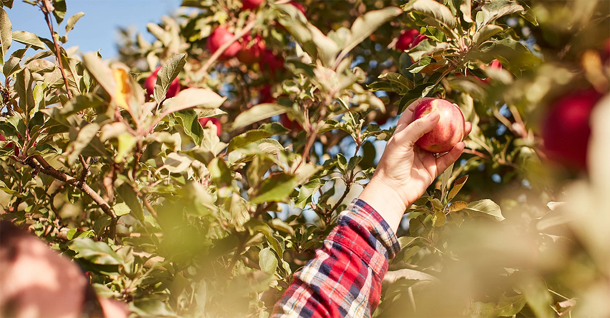 apple_picking