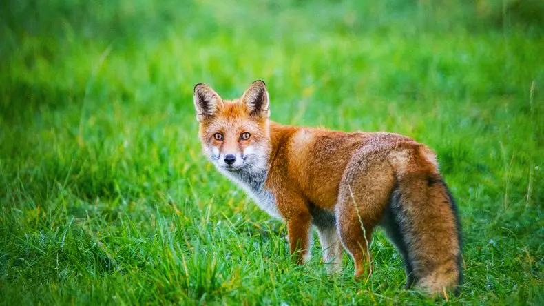 fox_meadow