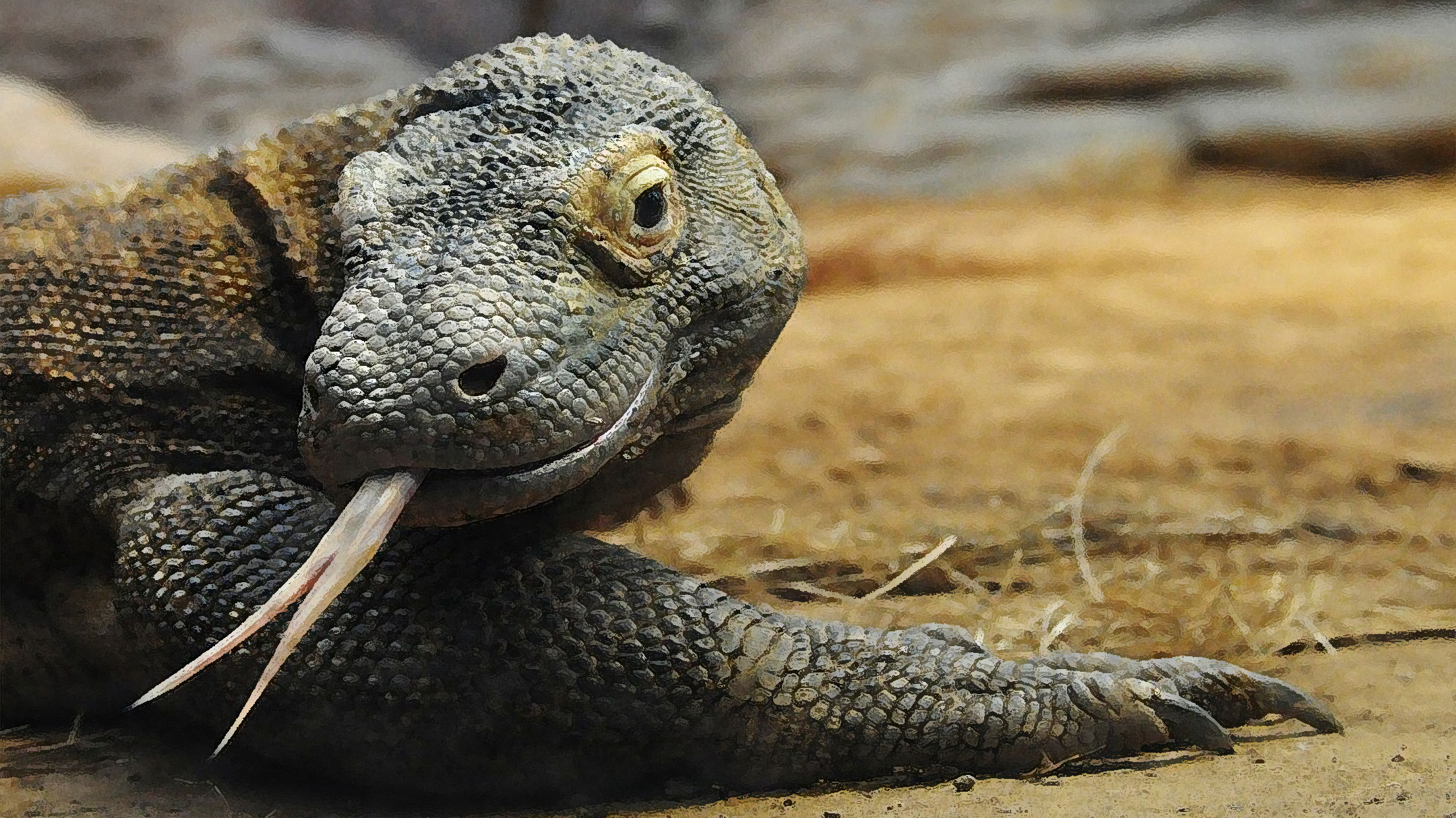 monitor-lizard