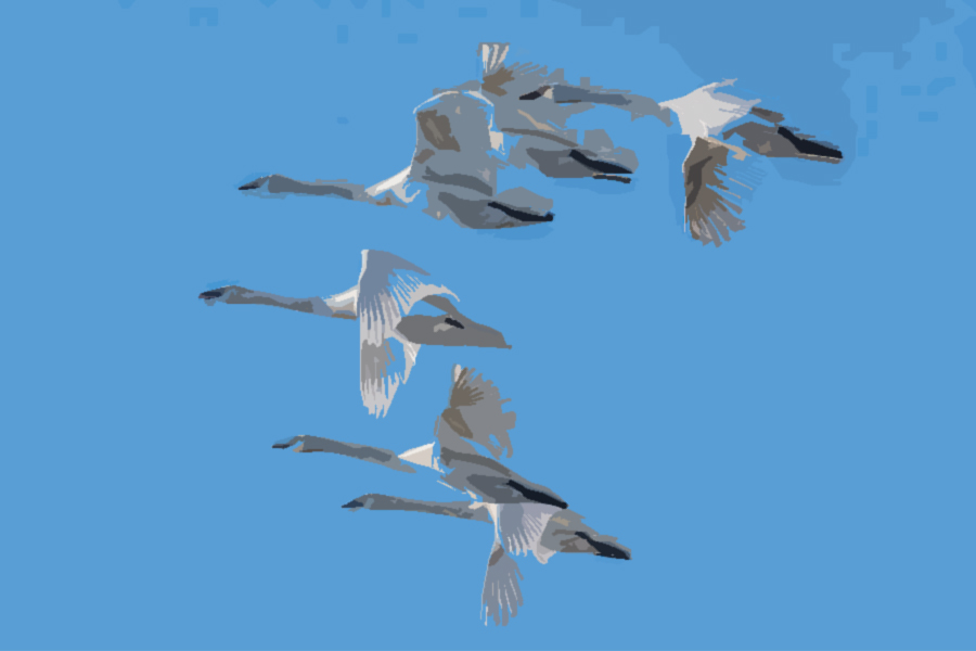 swan flight 2